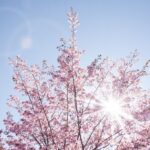 桜で感じる変化（Evolution）